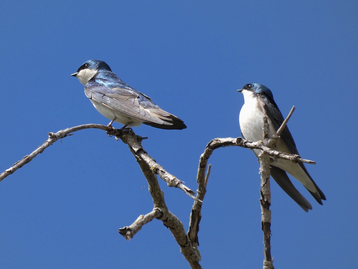 Tree Swallow - ML217332441