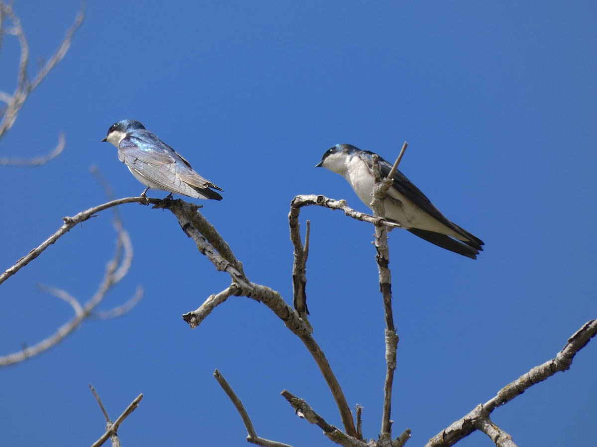 Tree Swallow - ML217332531