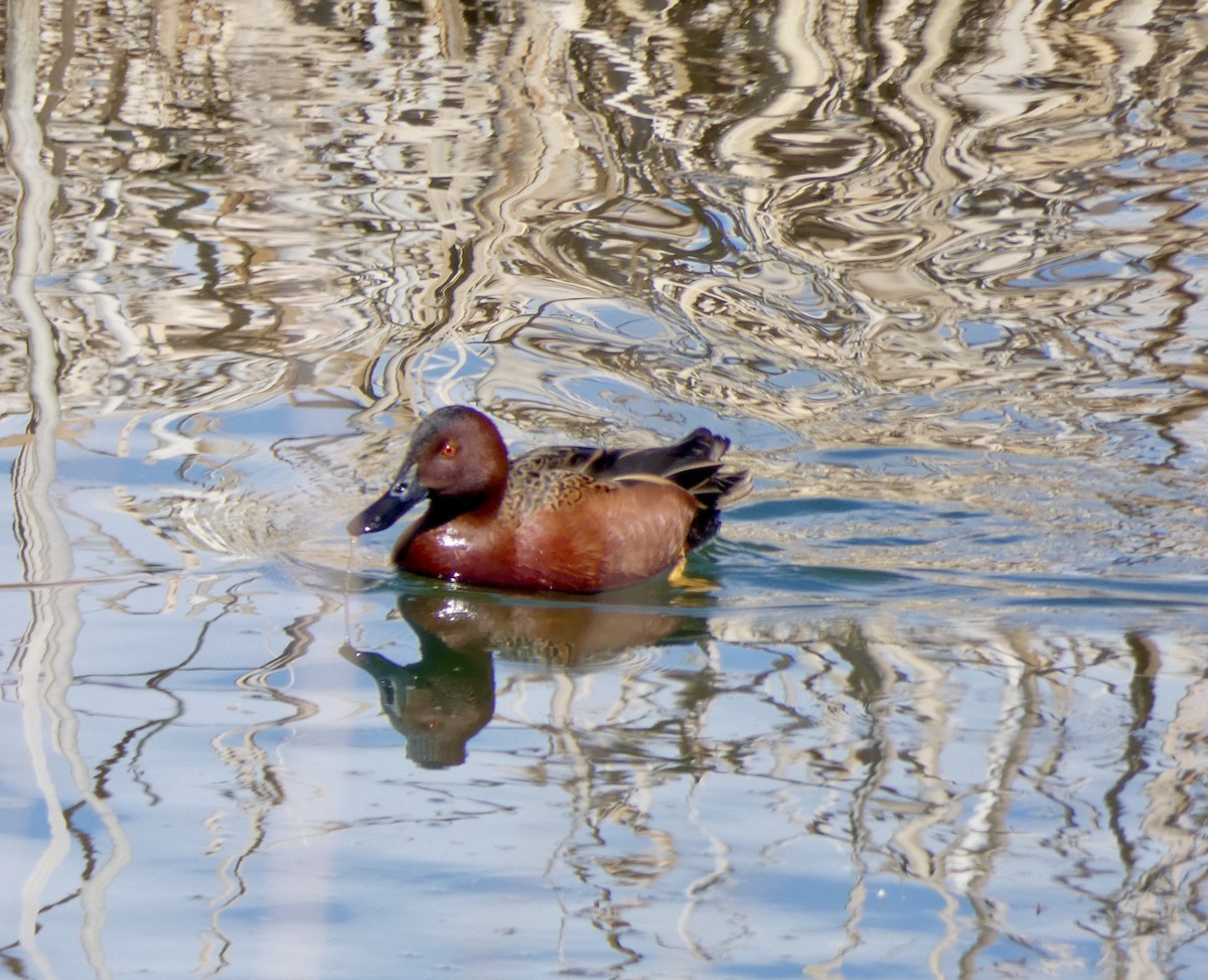 Cinnamon Teal - Cynthia Madsen