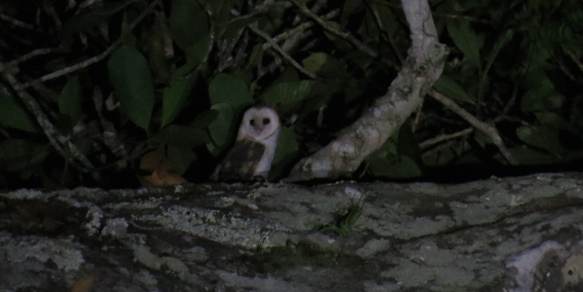 Barn Owl - ML217335181