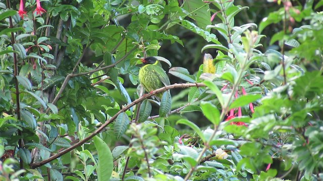 Cotinga vert et noir - ML217336301