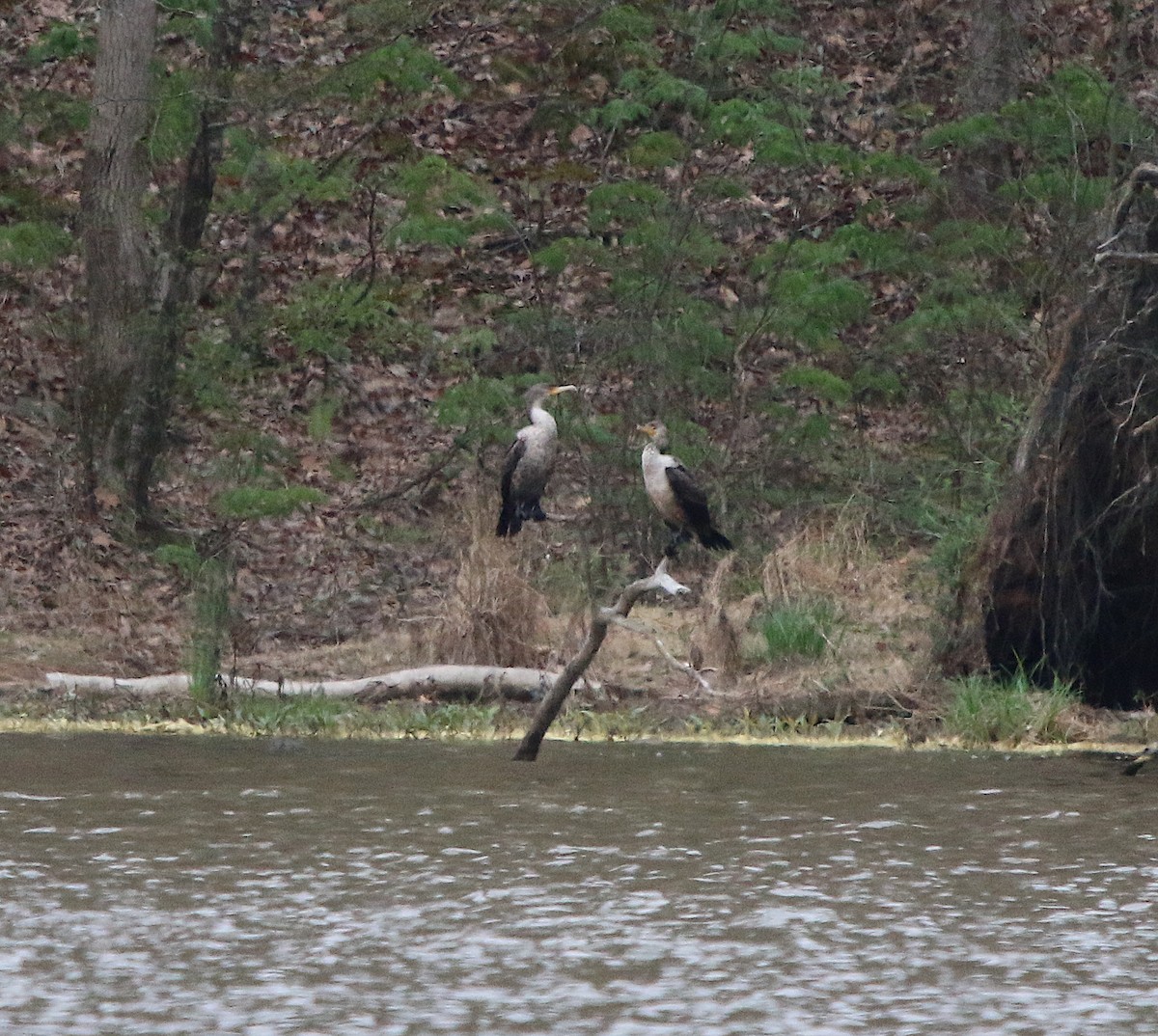 Double-crested Cormorant - ML217337461