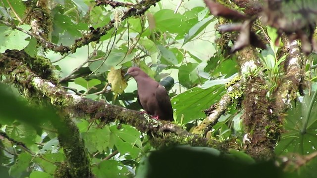 Pigeon vineux - ML217337851