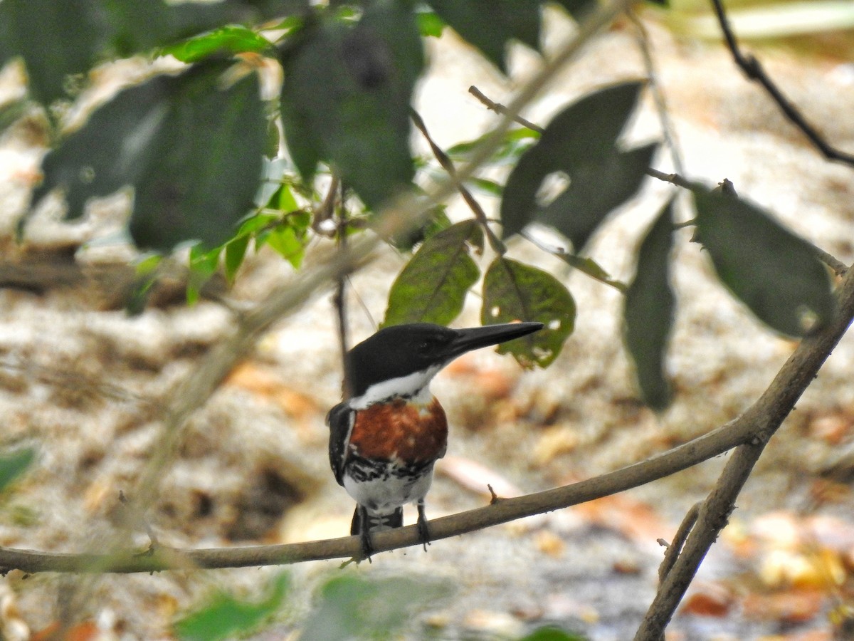 Green Kingfisher - ML217339101