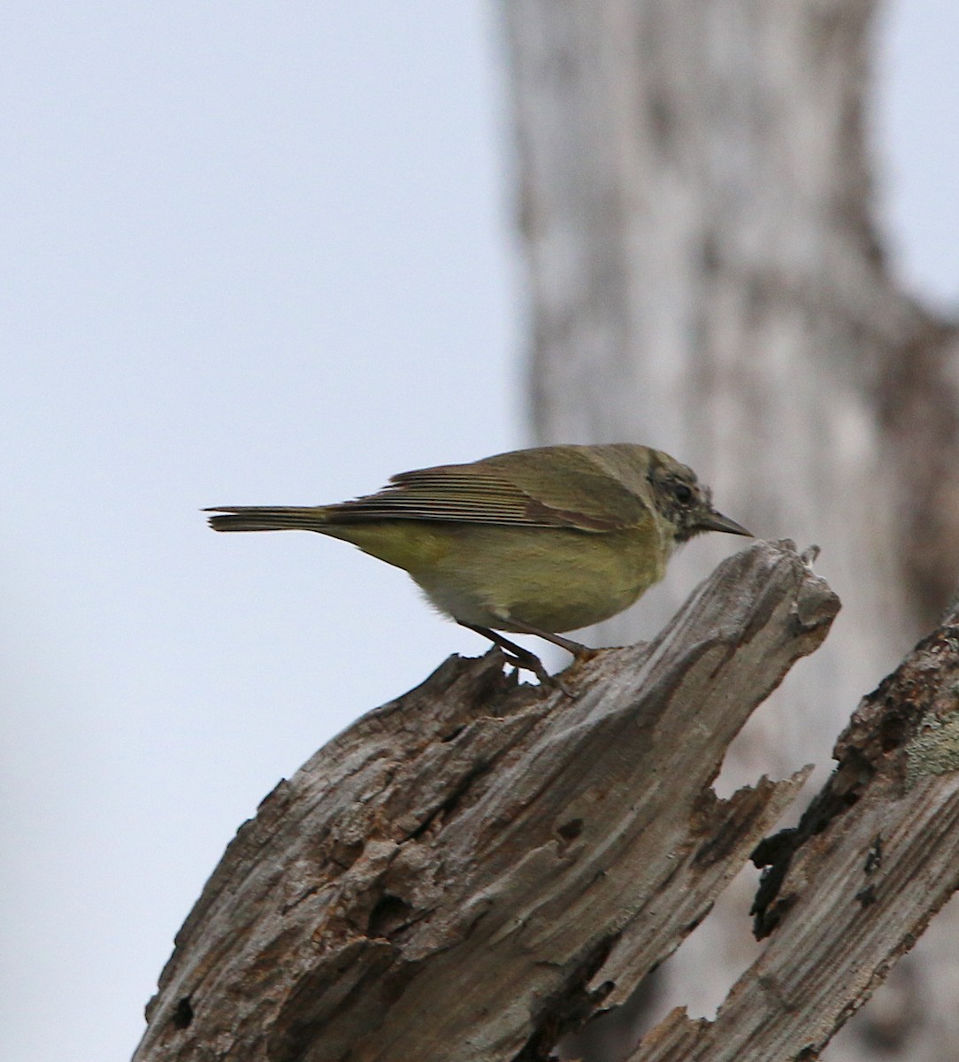 Orange-crowned Warbler - ML217339581