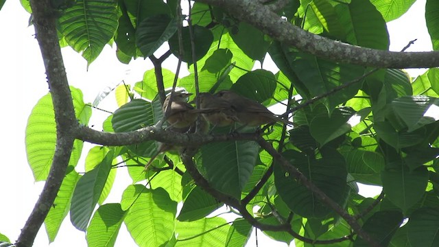 Rufous-fronted Thornbird - ML217340591