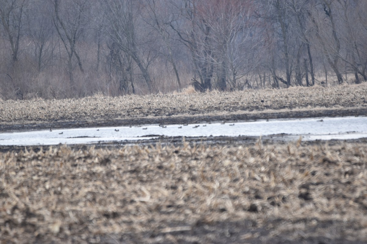 Green-winged Teal - ML217344181