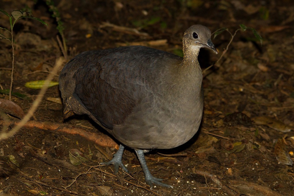 Solitary Tinamou - ML217345301