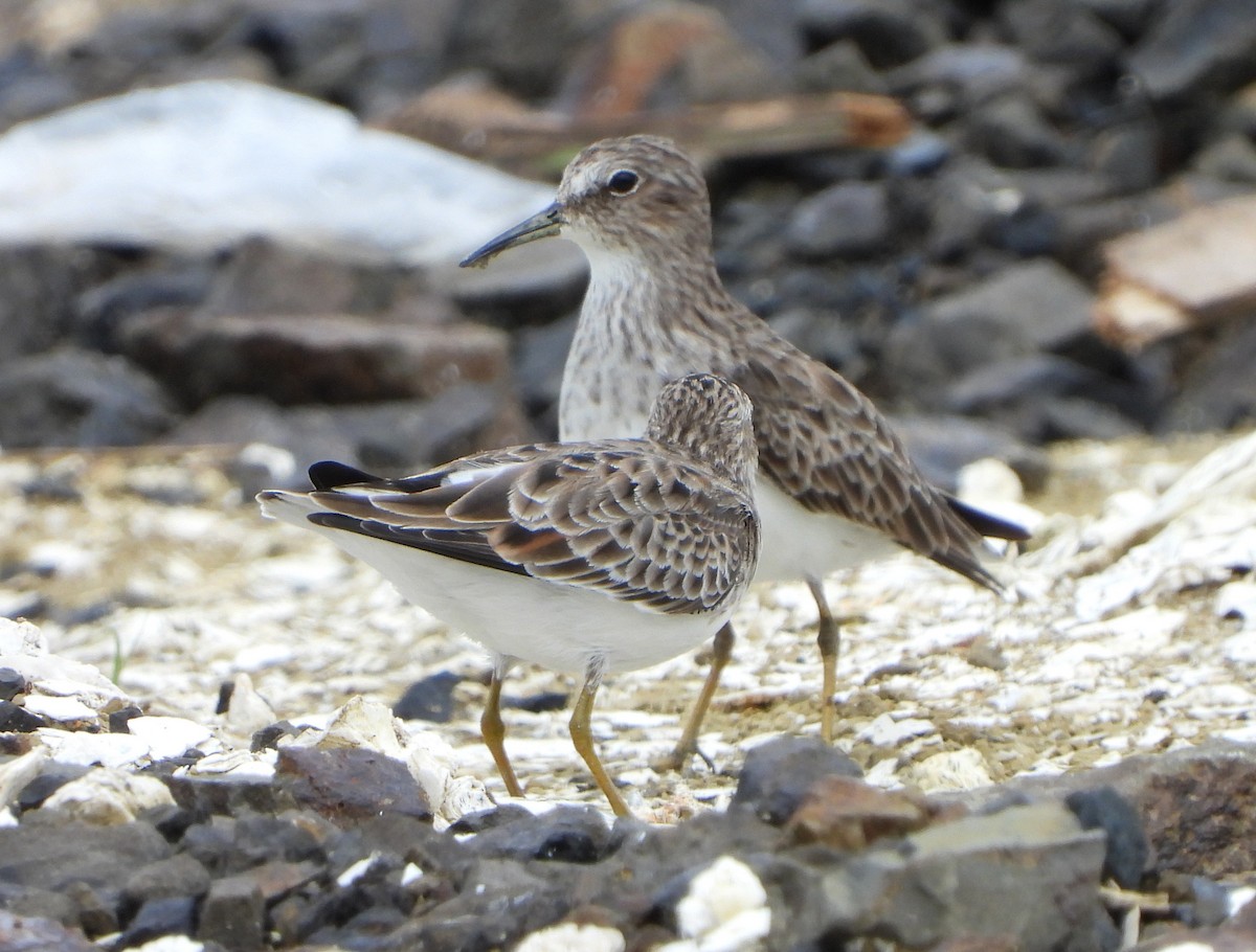 Least Sandpiper - Jorge Bedoya