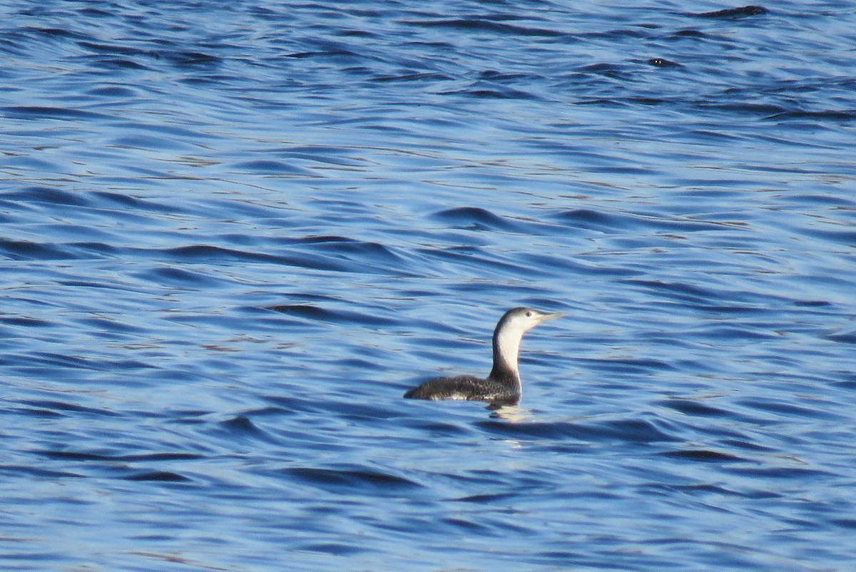 Red-throated Loon - Catherine Boisseau