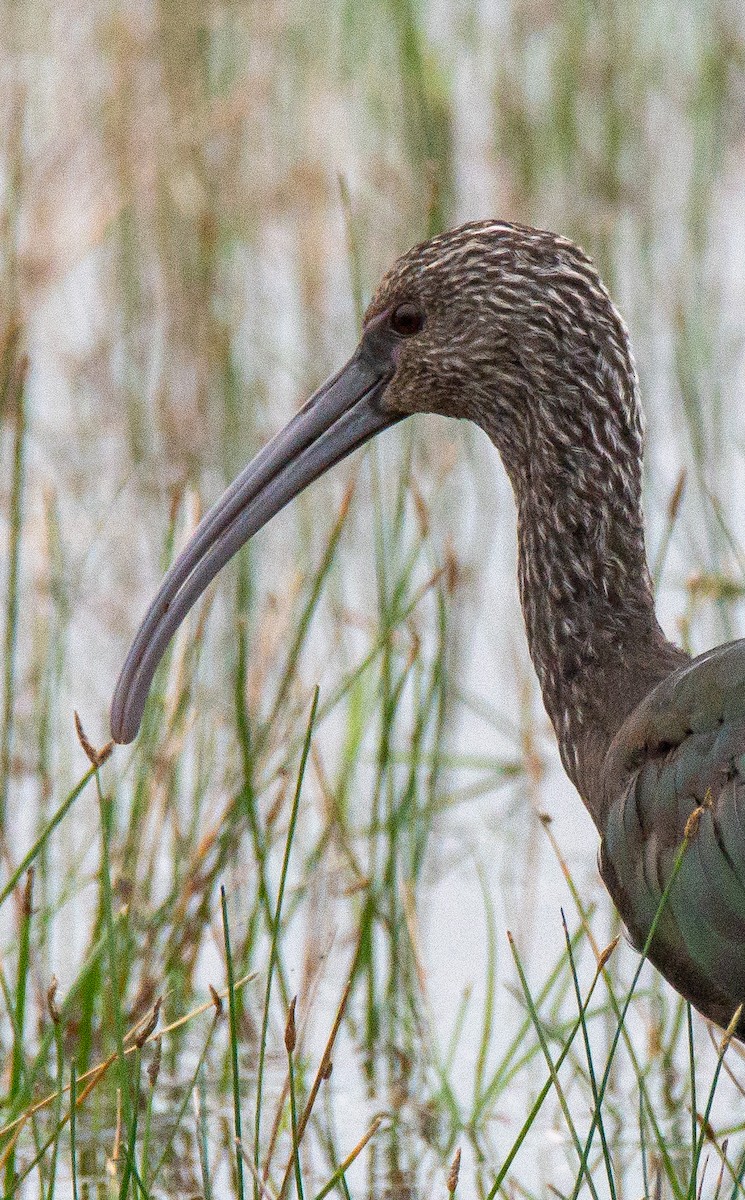 White-faced Ibis - ML217351521