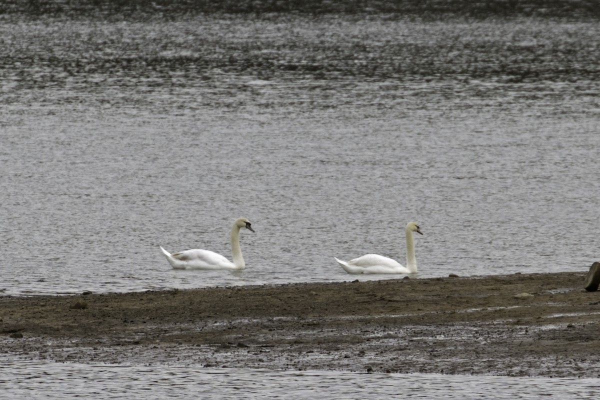 Cygne tuberculé - ML217351761