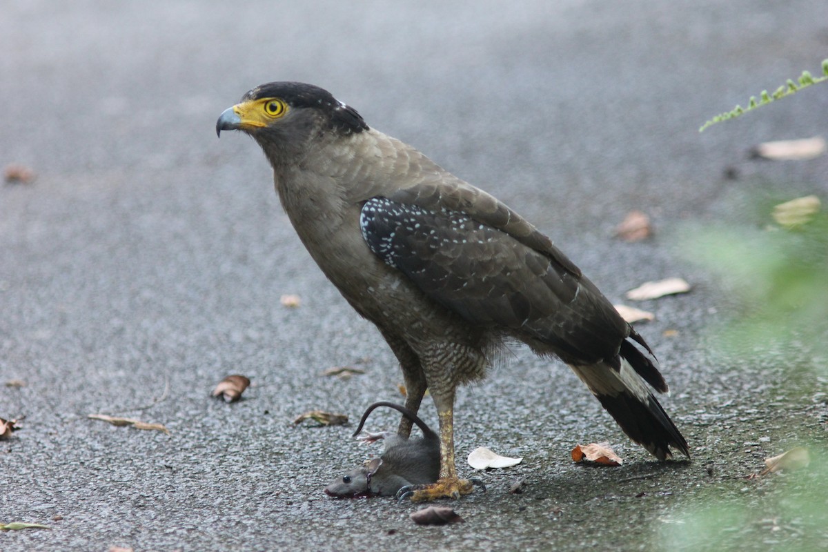Crested Serpent-Eagle - ML217352671