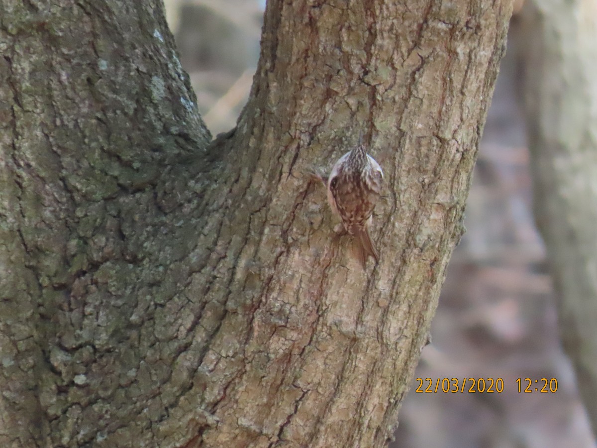 Brown Creeper - Edwin Smith