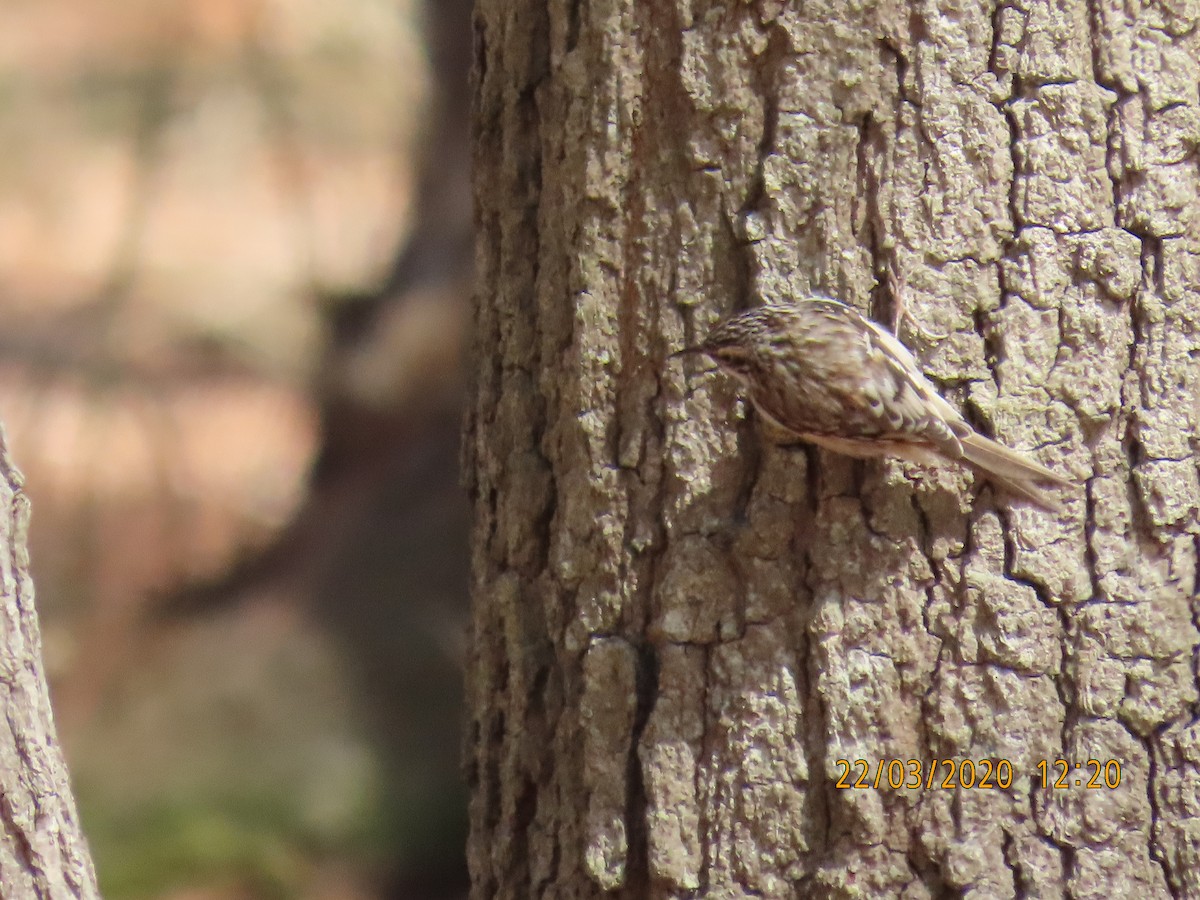 Brown Creeper - ML217353071