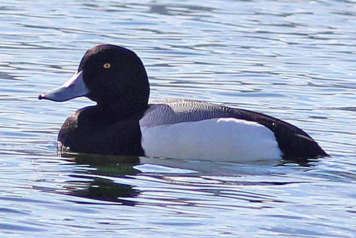 Greater Scaup - ML217355341