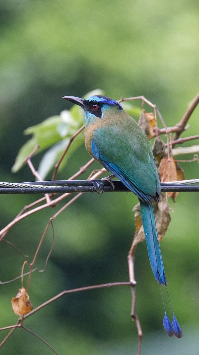 Motmot de Lesson - ML217356211