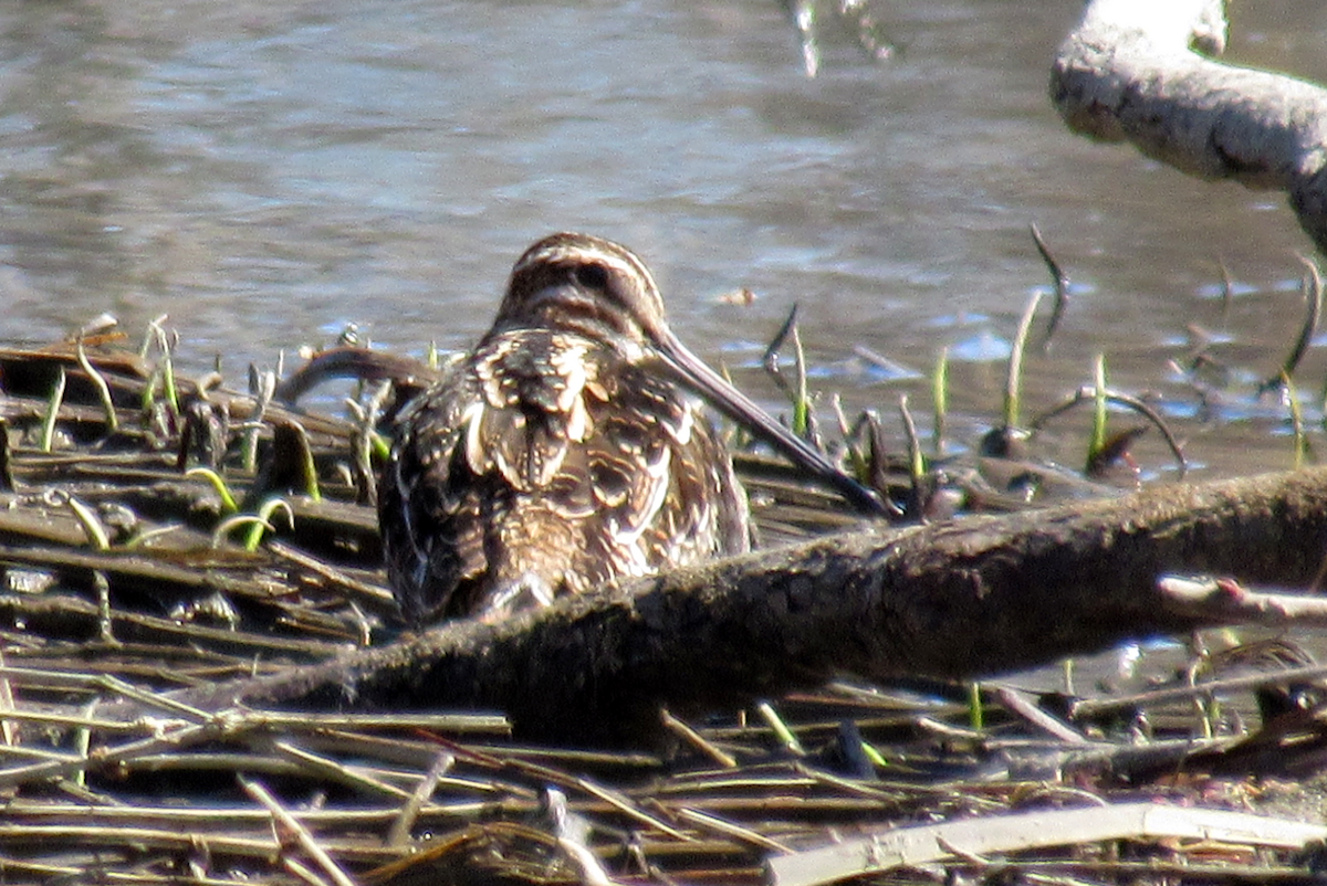 Wilson's Snipe - ML217356411