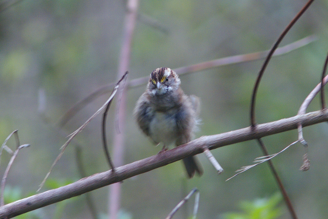 White-throated Sparrow - Stan Chapman