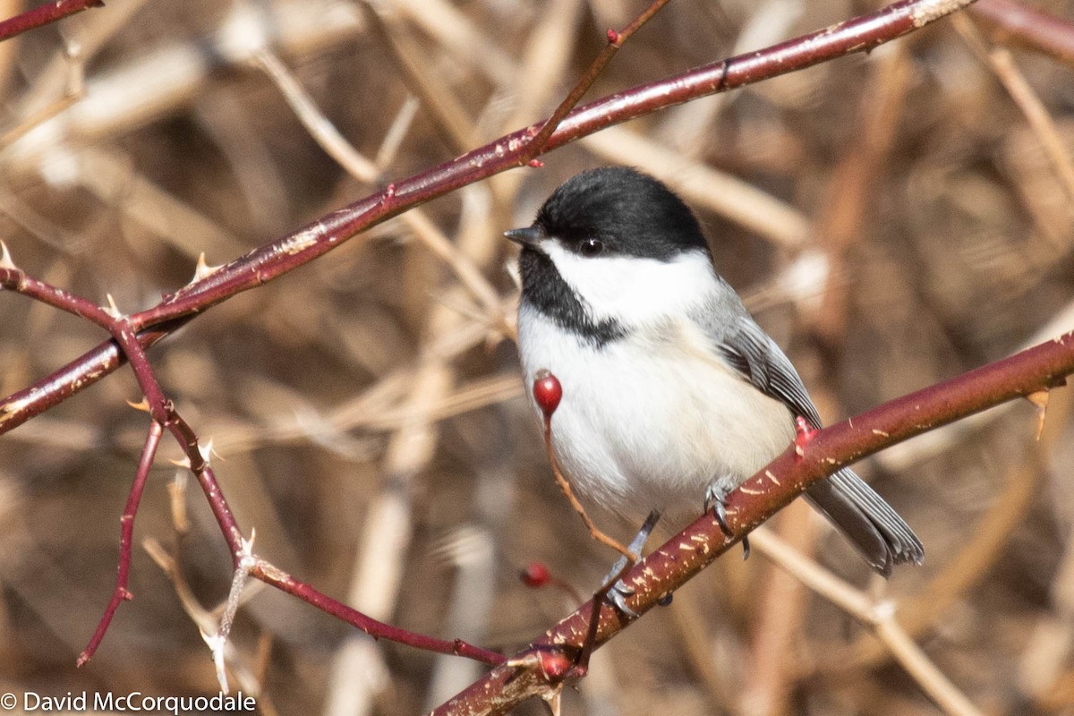 Black-capped Chickadee - ML217358191