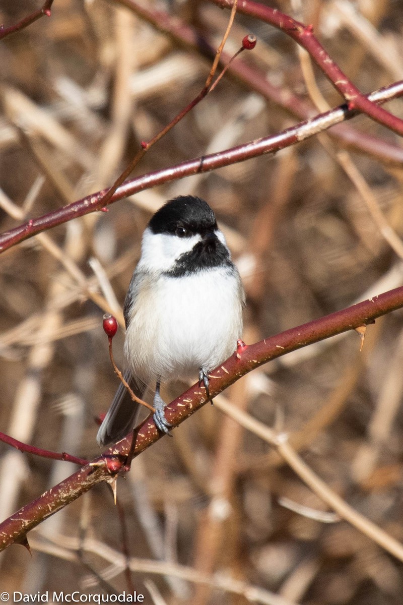 Black-capped Chickadee - ML217358201