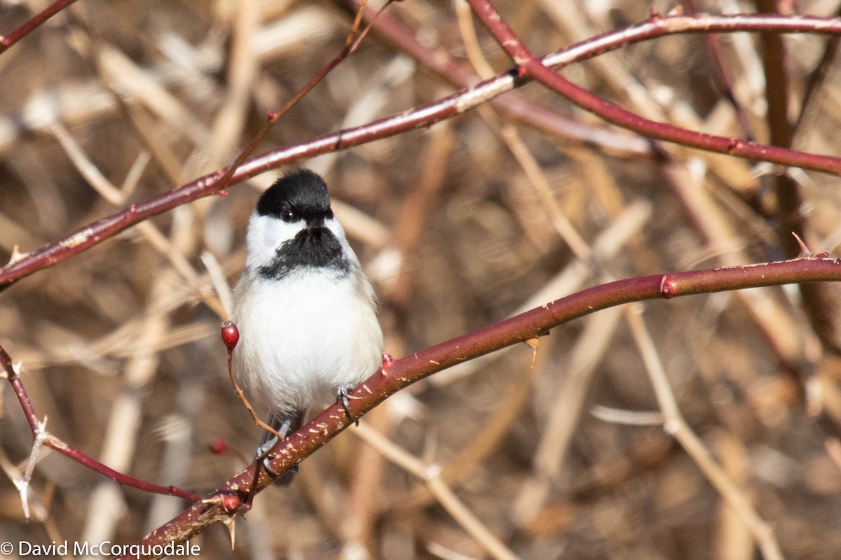 Black-capped Chickadee - ML217358211