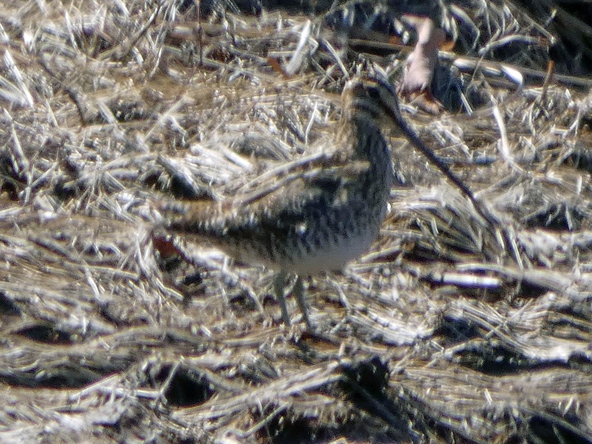 Wilson's Snipe - ML217361651