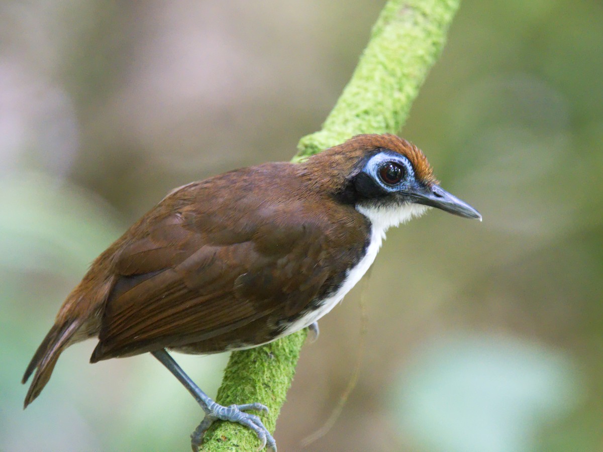 Bicolored Antbird - Forrest Rowland / Rockjumper Expeditions