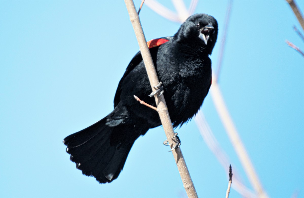 Red-winged Blackbird - ML217363441