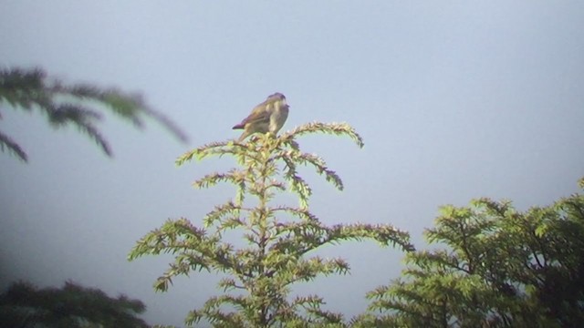 Tennessee Warbler - ML217363561