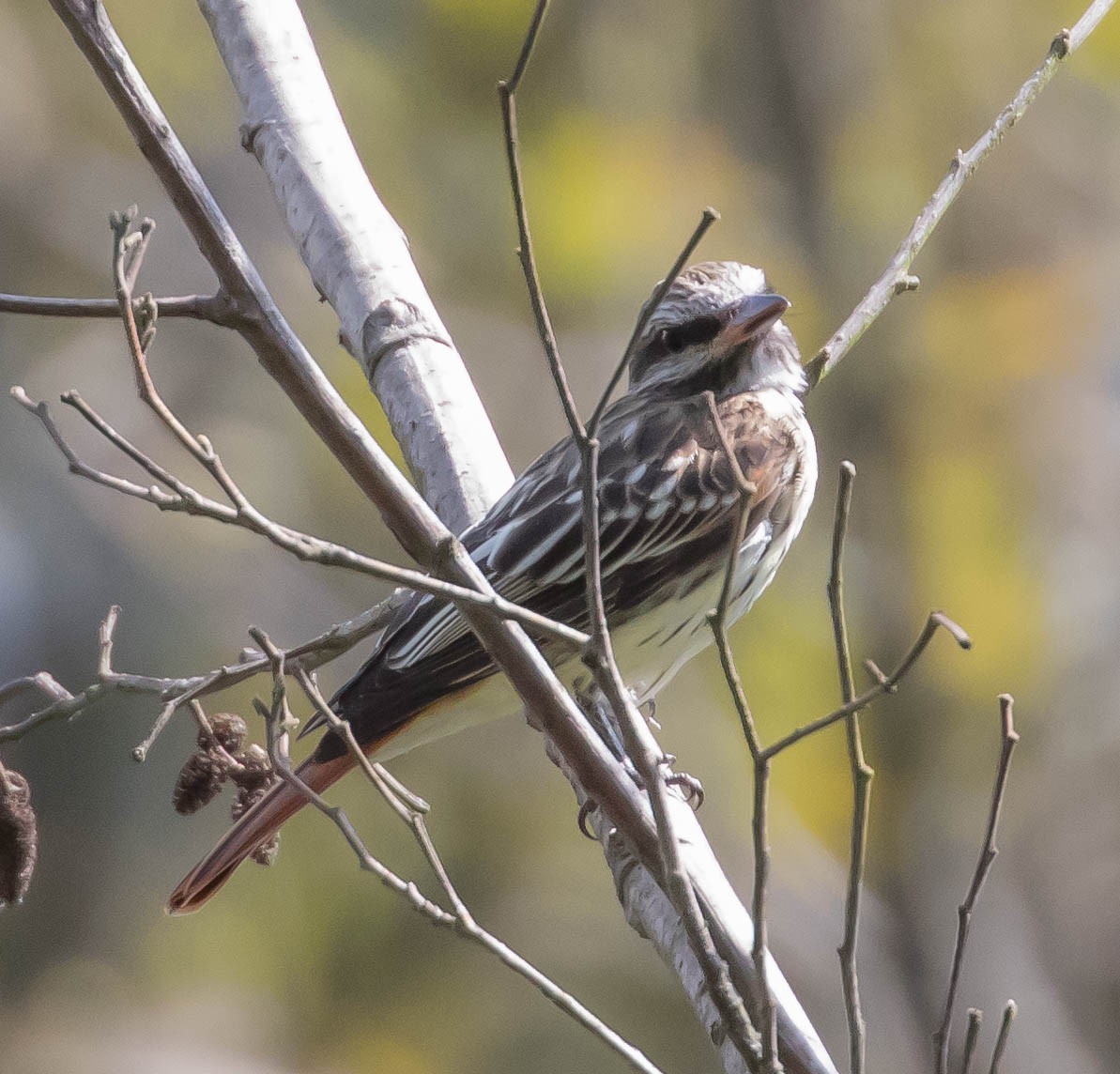 Sulphur-bellied Flycatcher - ML217365111