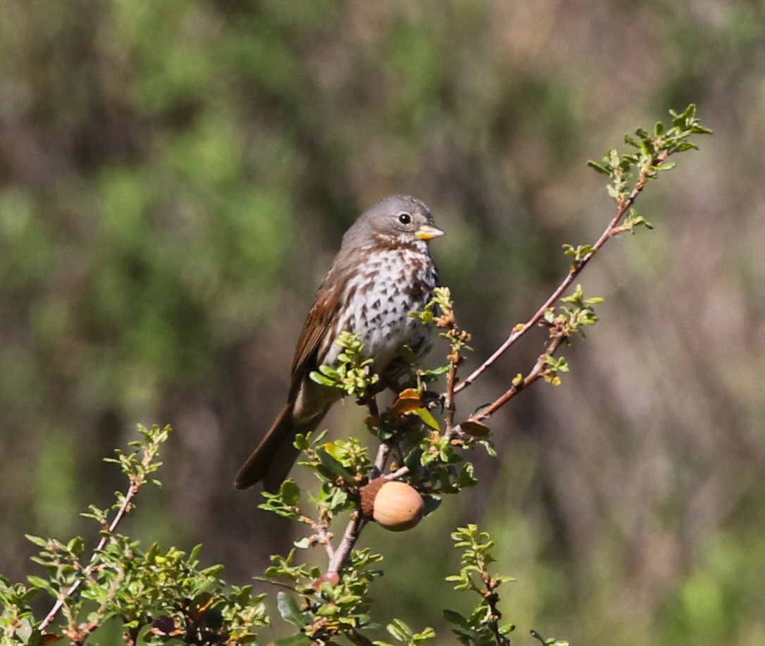 Fox Sparrow (Slate-colored) - ML217365581