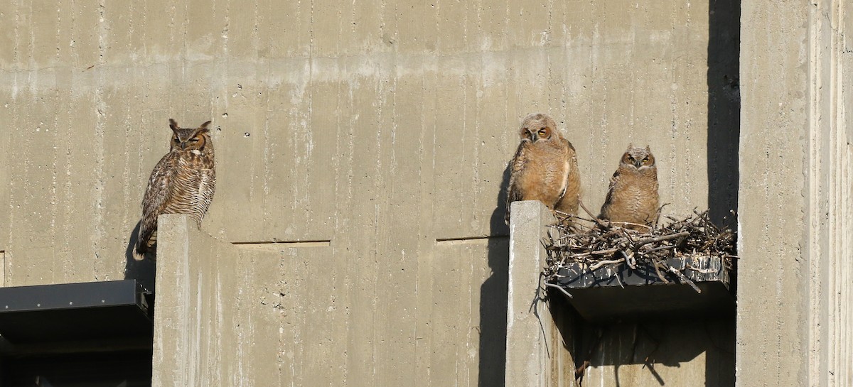 Great Horned Owl - ML217366031