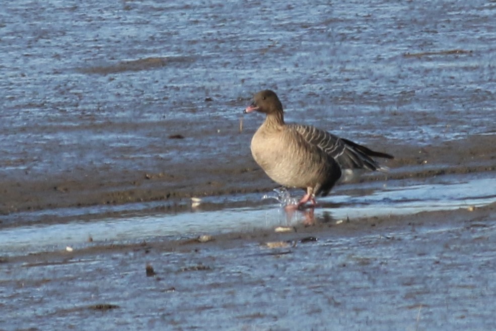Pink-footed Goose - ML217366901