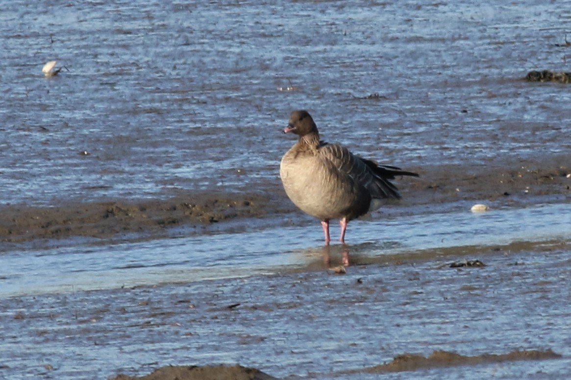 Pink-footed Goose - ML217366911