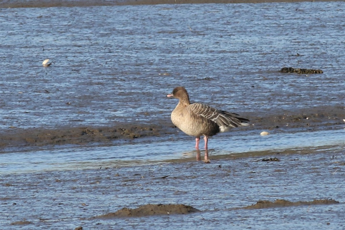 Pink-footed Goose - ML217366921