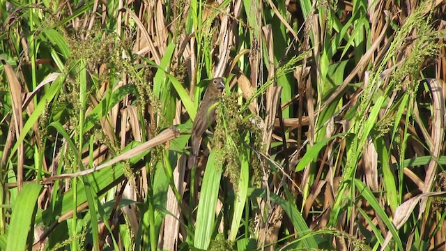 Black-billed Seed-Finch - ML217368271