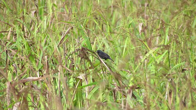 Black-billed Seed-Finch - ML217369281
