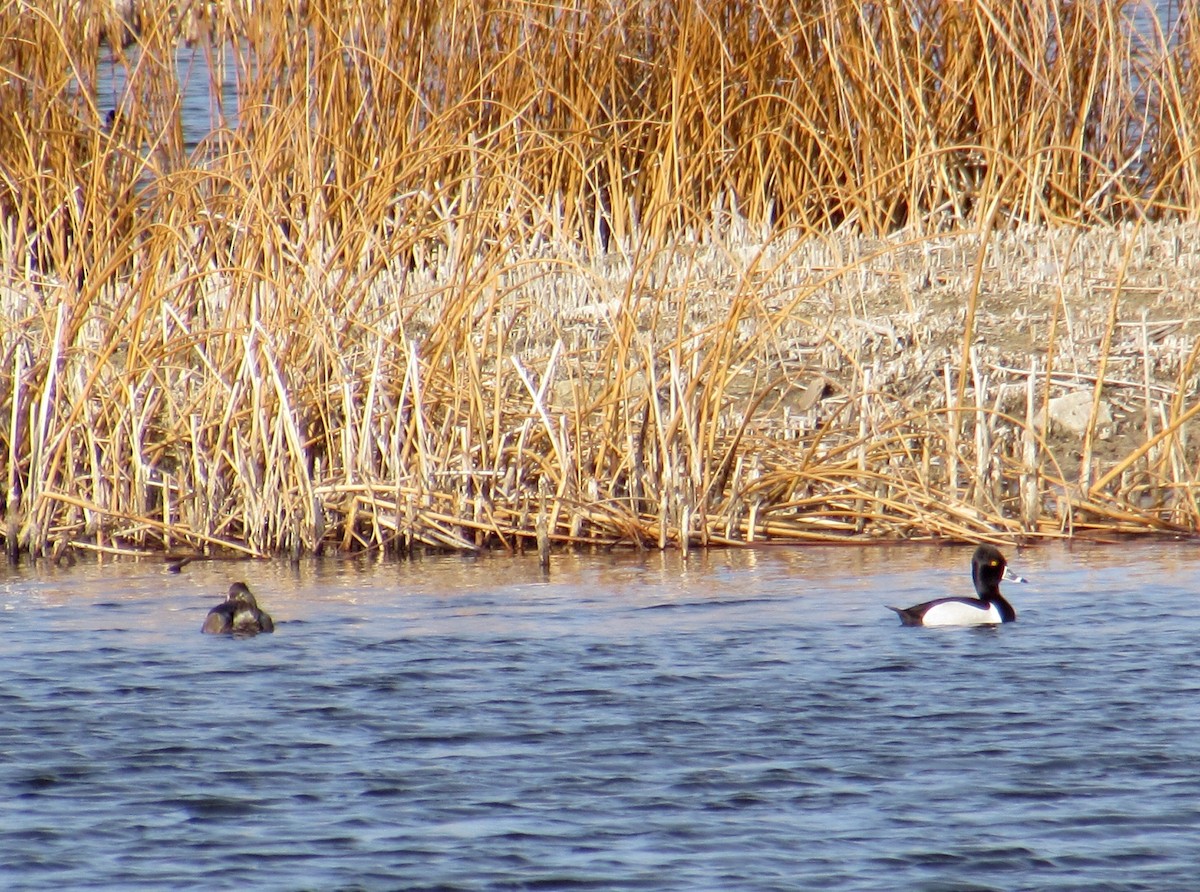 Ring-necked Duck - ML217370301