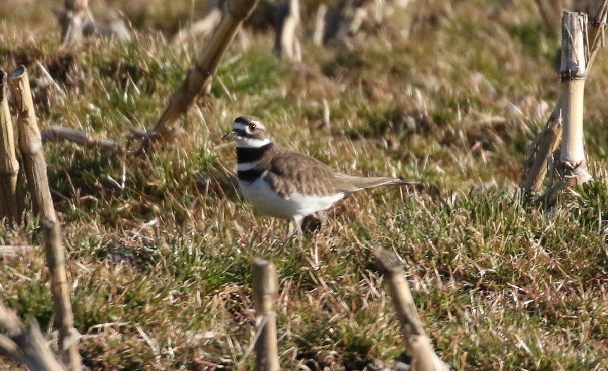 Killdeer - ML217370441