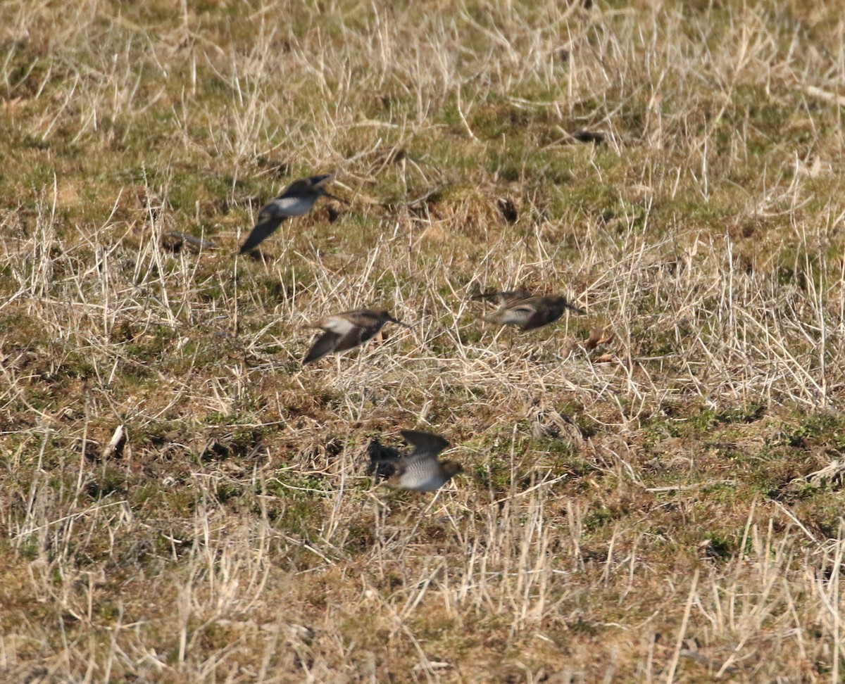 Wilson's Snipe - ML217370561