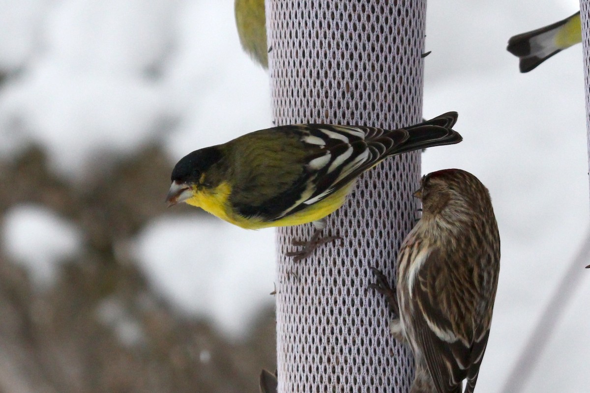 Lesser Goldfinch - ML217371471