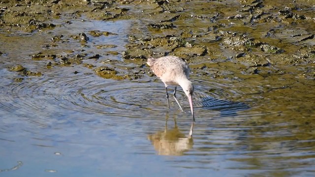 Marbled Godwit - ML217372891