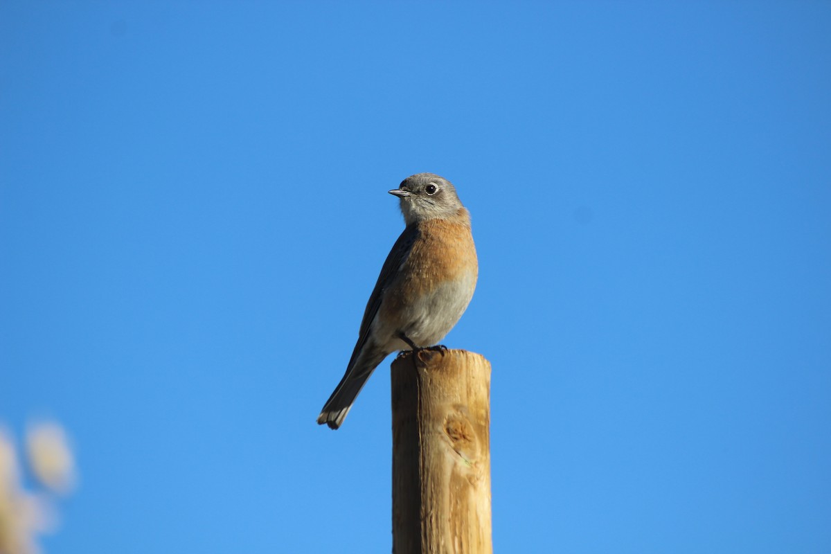 Western Bluebird - Steven Kurniawidjaja