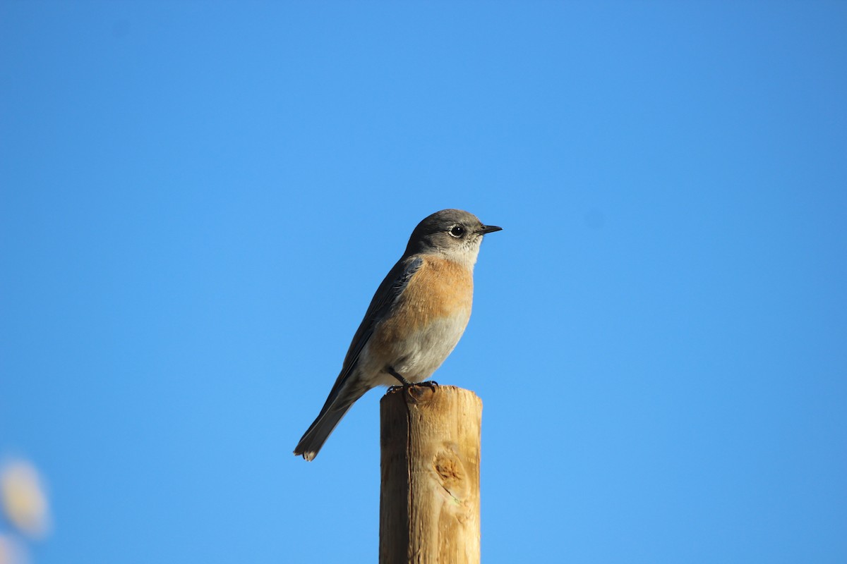 Western Bluebird - Steven Kurniawidjaja