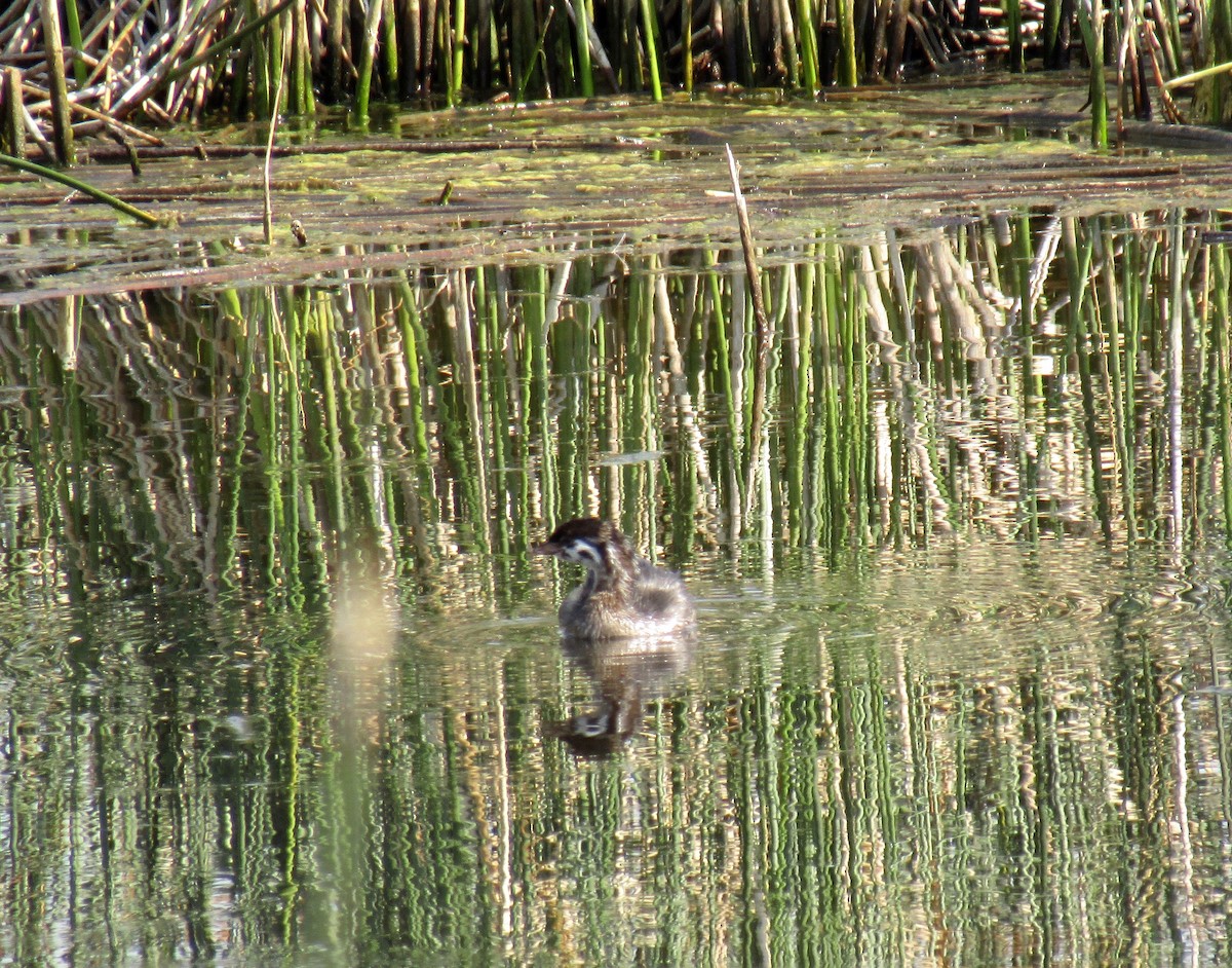 Pied-billed Grebe - ML217376101