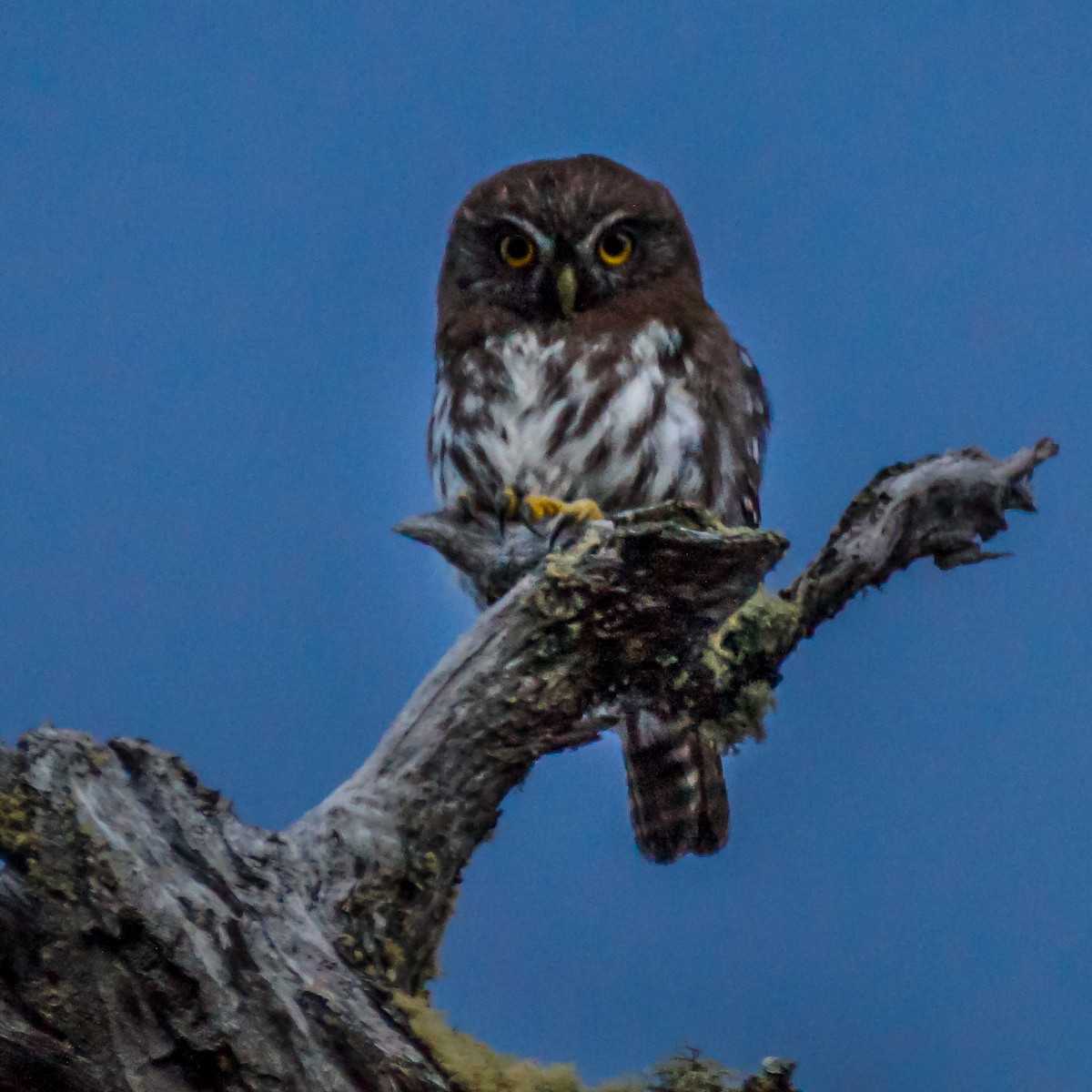 Austral Pygmy-Owl - ML217376501