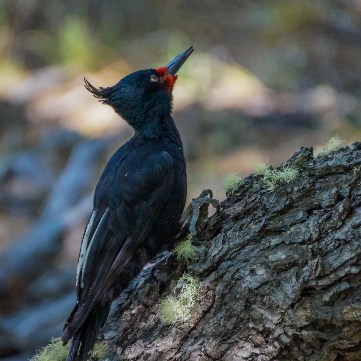 Magellanic Woodpecker - ML217376671