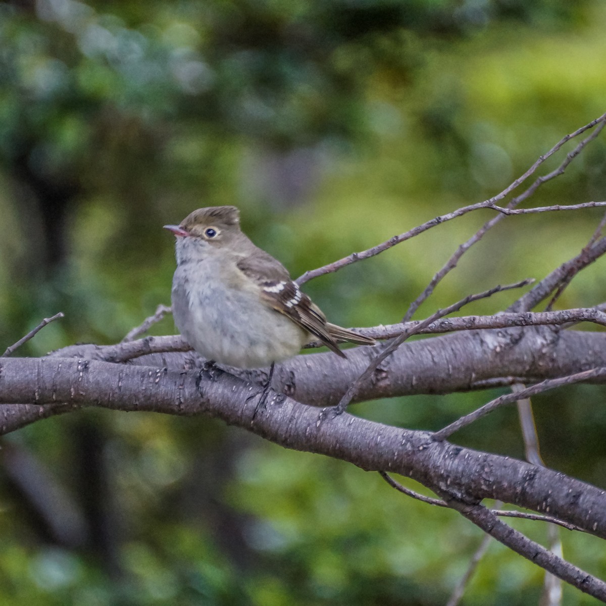 White-crested Elaenia - ML217376711