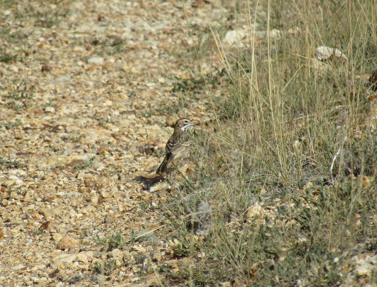 Bruant à joues marron - ML217377011